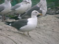 Goéland brun Larus fuscus