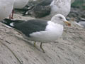 Goéland brun Larus fuscus