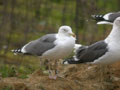 Goéland brun Larus fuscus graellsii