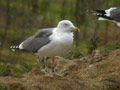 Goéland brun Larus fuscus graellsii