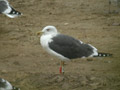 Goéland brun Larus fuscus graellsii