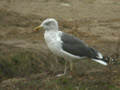 Goéland brun Larus fuscus graellsii