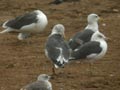 Goéland brun Larus fuscus graellsii