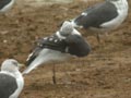 Goéland brun Larus fuscus graellsii