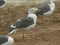 Goéland brun Larus fuscus graellsii