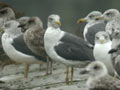 Goéland brun Larus fuscus graellsii