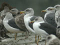 Goéland brun Larus fuscus graellsii