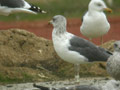 Goéland brun Larus fuscus graellsii