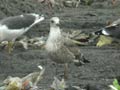 Goéland brun Larus fuscus graellsii