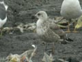 Goéland brun Larus fuscus graellsii