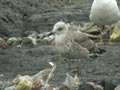 Goéland brun Larus fuscus graellsii