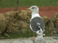 Goéland brun Larus fuscus graellsii