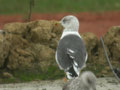 Goéland brun Larus fuscus graellsii