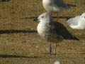 Goéland brun Larus fuscus graellsii