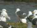 Goéland brun Larus fuscus