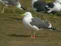 Goéland brun Larus fuscus