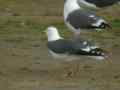 Goéland brun Larus fuscus