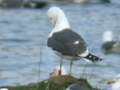 Goéland brun Larus fuscus