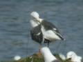 Goéland brun Larus fuscus