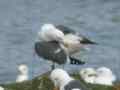 Goéland brun Larus fuscus