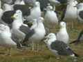 Goéland brun Larus fuscus