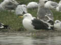 Goéland brun Larus fuscus graellsii ANAS