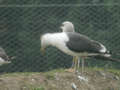 Goéland brun Larus fuscus graellsii ANAS