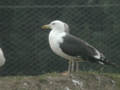 Goéland brun Larus fuscus ANAS