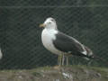 Goéland brun Larus fuscus ANAS