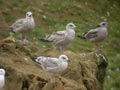 Goéland brun Larus fuscus graellsii