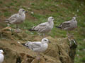 Goéland brun Larus fuscus graellsii