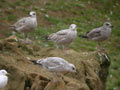 Goéland brun Larus fuscus graellsii