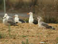 Goélands bruns Larus fuscus intermedius et graellsii