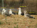 Goélands bruns Larus fuscus intermedius et graellsii