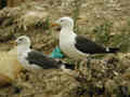 Goélands bruns Larus fuscus intermedius et graellsii