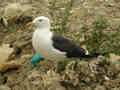 Goéland brun Larus fuscus intermedius