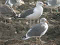 Goéland brun Larus fuscus intermedius JS61