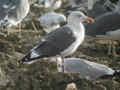 Goéland brun Larus fuscus intermedius