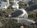 Goéland brun Larus fuscus intermedius