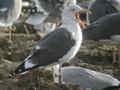 Goéland brun Larus fuscus intermedius