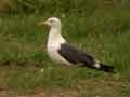 Goéland brun Larus fuscus intermedius