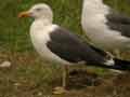 Goéland brun Larus fuscus intermedius