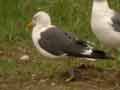 Goéland brun Larus fuscus intermedius