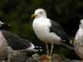 Goéland brun Larus fuscus intermedius