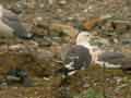 Goéland brun Larus fuscus intermedius