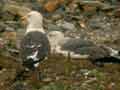 Goéland brun Larus fuscus intermedius