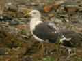 Goéland brun Larus fuscus intermedius