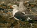 Goéland brun Larus fuscus intermedius