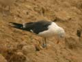 Goéland brun Larus fuscus intermedius