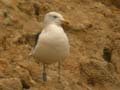 Goéland brun Larus fuscus intermedius